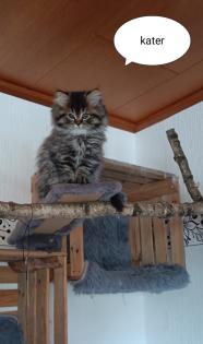 Perser Katze mit Nase
