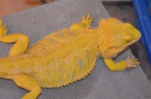 Suche intensiv gelbe Farb-Bartagamen z B. Citrus Citrus Hypo Leatherback etc.