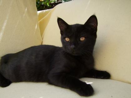 Vier kleine Katzen / Kätzchen / Kitten