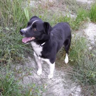 Rocco sucht ein Zuhause