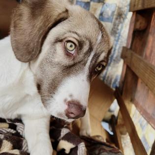Hazel / Status sucht ein zu Hause