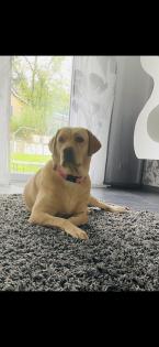 Labrador Welpen reinrassig Babylabradore
