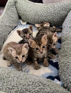 Bengal Kitten Mädchen suchen ein neues zu Hause