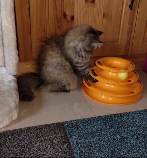 Perserkatze mit Nase
