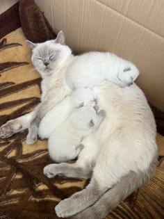 BKH Kitten Point 1 Männchen 1 Weibchen Eltern mit Stammbaum Ab Juli abzugeben