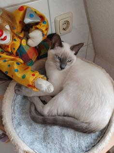 Siam / Thai Kitten Blue Point Babys Kätzchen. 1 Junge. Abgabebereit.