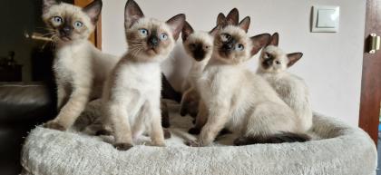 Kitten Süße Thai - Kitten alter Typ