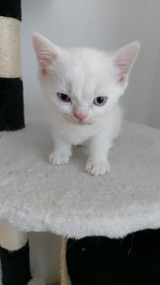 Batzenbaby BKH Kitten weiß