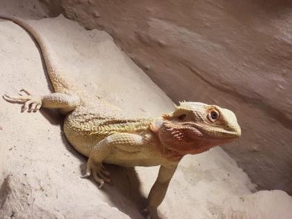 Bartagame Red Fire weiblich ca. 6 Jahre alt