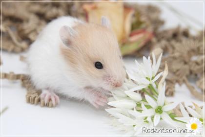 Zauberhafte zahme Goldhamster und Teddyhamster