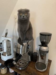 Scottish Fold 4 Jahre alt