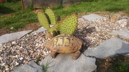 Griechische Landschildkröten Thb. un Thh. kleinbleibende Unterart aus dem westlichen Mittelmeerr