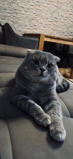 Deckkater SF/BKH mix Kater