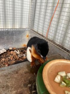 2 Schönhörnchen Männchen 1. 5 Jahre-Preis für beide