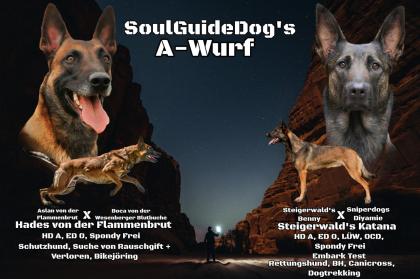 Malinois Welpen SoulGuideDogs X-Mechelaar