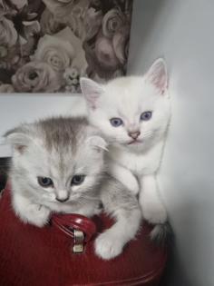 Britisch Kurzhaar Kitten