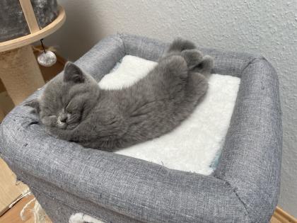 BKH Kitten Britisch Kurzhaar Katzenbabys Kitten