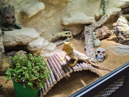 Bartagame m mit großem Terrarium Quarantäneterrarium inkl. Beleuchtung und viel Zubehör