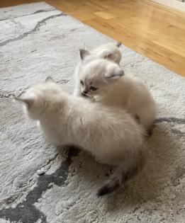 Abgabe bereite BKH blue point kitten