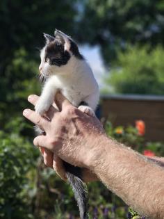 Katzenbabys Babykatzen Kätzchen Kitten Kater