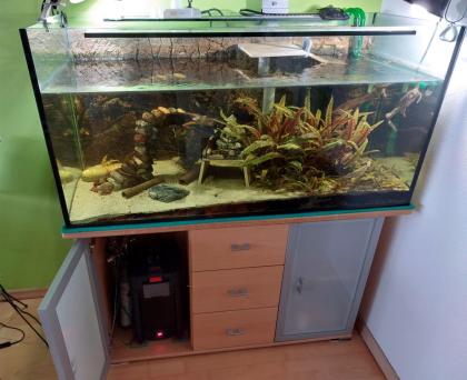2 Schwarzknopfhöckerschildkröten mit komplett Aquarium weiterem Besatz Technik Zubehör