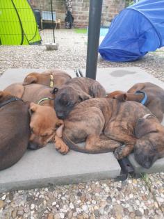 Malinois X Ridgeback