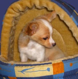 Napur hundefutter von jamgam