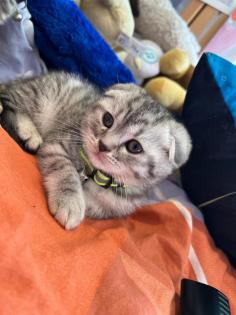 BKH / scottish fold Kitten suchen neuen Wirkungskreis