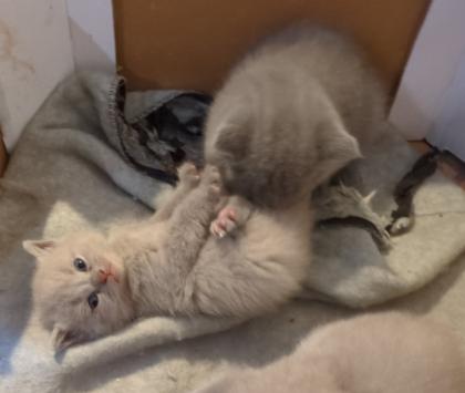 Wir bieten liebevolle gut erzogene reinrassige Britisch-Kurzhaar-Kitten zu erschwinglichen Preise
