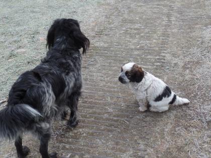 Cocker Spaniel Mixwelpe