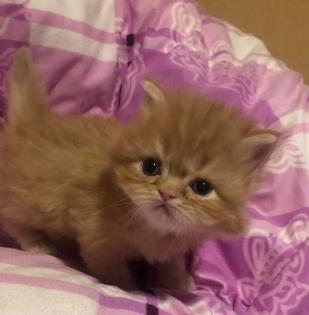 Perserkitten Perserbabys
