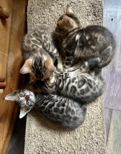 Reinrassige Bengal Kitten mit TICA Stammbaum Brown Rosetted und Marbelt