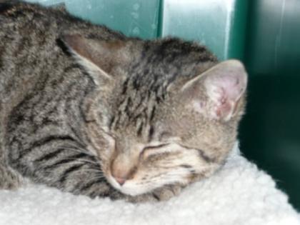 Wer hat eine Fundkatze 2022 im Raum Gaggenau bei sich