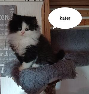 Perser Katze mit Nase