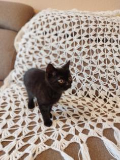 BKH Katze Black Gold Tabby Classic