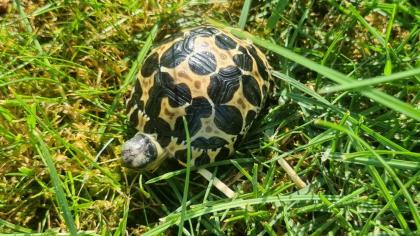 Strahlenschildkröten Astrochelys Radiata NZ 23 Weibchen Je 490 -