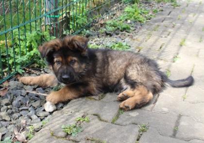 Rüden Welpen Altdeutscher Schäferhund DDR Linien