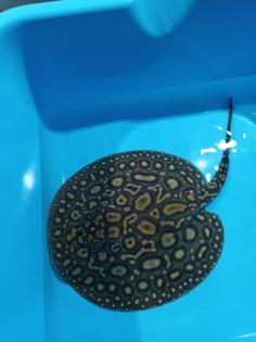 Potamotrygon Rochen BD/ Albino Hybrid