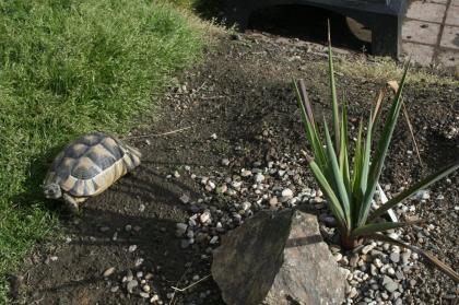 Breitrandschildkröten Testudo marginata eigene Nachzucht 2022.