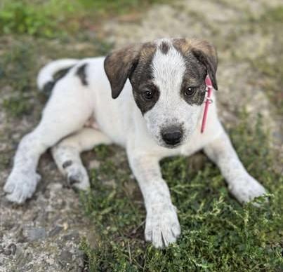 Carla - Hübsches Welpenmädchen Carla sucht Zuhause