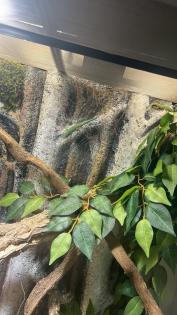 2 Blautaggeckos 1 Goldstaubgecko