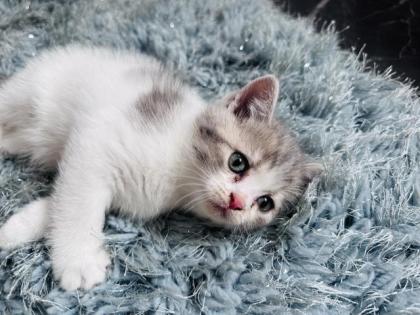 2 BKH kitten