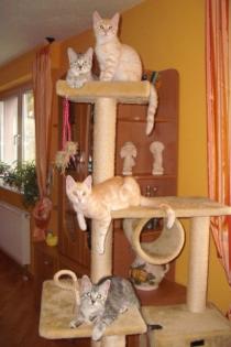 4 Main Coon Mix Kitten 12 Wochen alt suchen neues Zuhause
