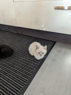 Reinrassige BKH Kitten
