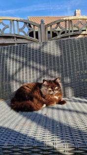 Katzenkinder und Mutter