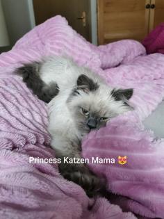 Kitten Heilige Birma