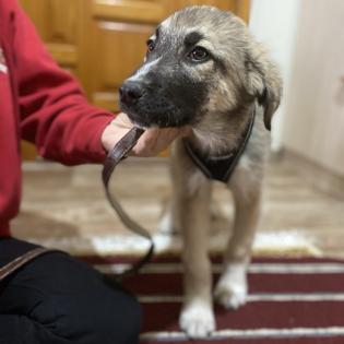 Kleon / Status sucht ein Zuhause