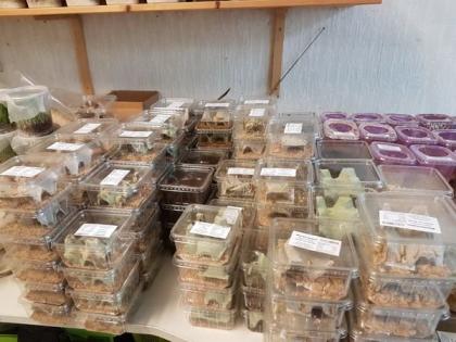 Heimchen 1 70 Euro Drosophila 2 50 Euro Springschwänze 2 50 Euro in Erfurt