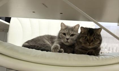 Zwei BKH Katzen suchen ein neues zu Hause