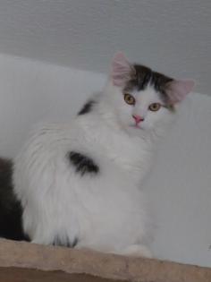 Ragdoll - Perser - Maine Coon Kater